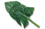 Spinach