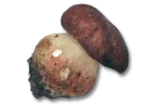 Porcini mushroom