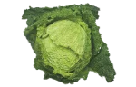 Savoy cabbage