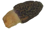 Morels