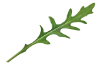 Arugula