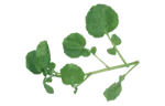 Garden cress