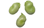 Broad beans (cooked)