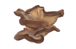 Oyster mushroom