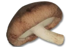 Shiitake