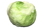Iceberg lettuce