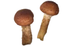 Honey fungus