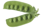 Sugar snap pea