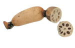 Lotus root