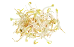 Alfalfa sprouts