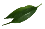 Ramsons