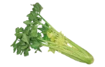 Celery