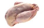 Pheasant