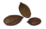 Pumpkin seeds