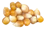 Corn