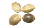 Hemp seeds (with hull)