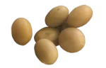 Soybeans (cooked)