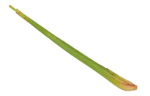 Lemon grass