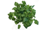 Lemon balm