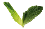 Mint leaves (fresh)