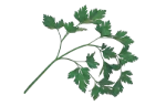 Parsley