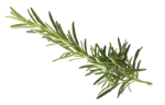 Rosemary (fresh)