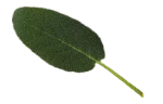 Sage