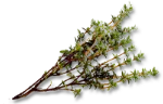 Thyme (dried)