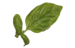 Basil