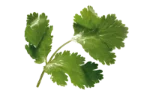 Coriander leaves