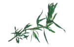 Tarragon (dried)