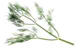 Dill weed