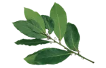 Bay leaf (dried)