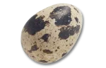 Quail egg
