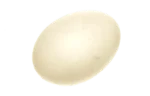 Turkey egg
