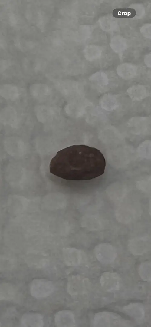 Anyone ever seen one like this? — photo 1