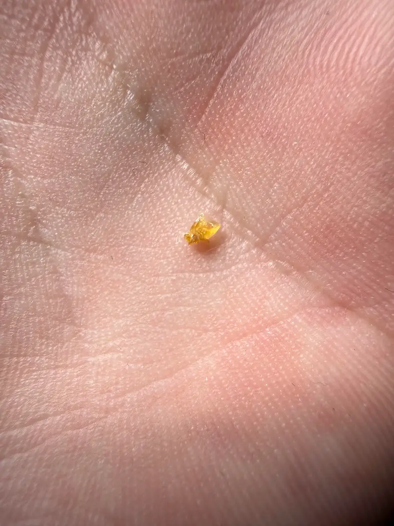 What a pretty little bastard — photo 2
