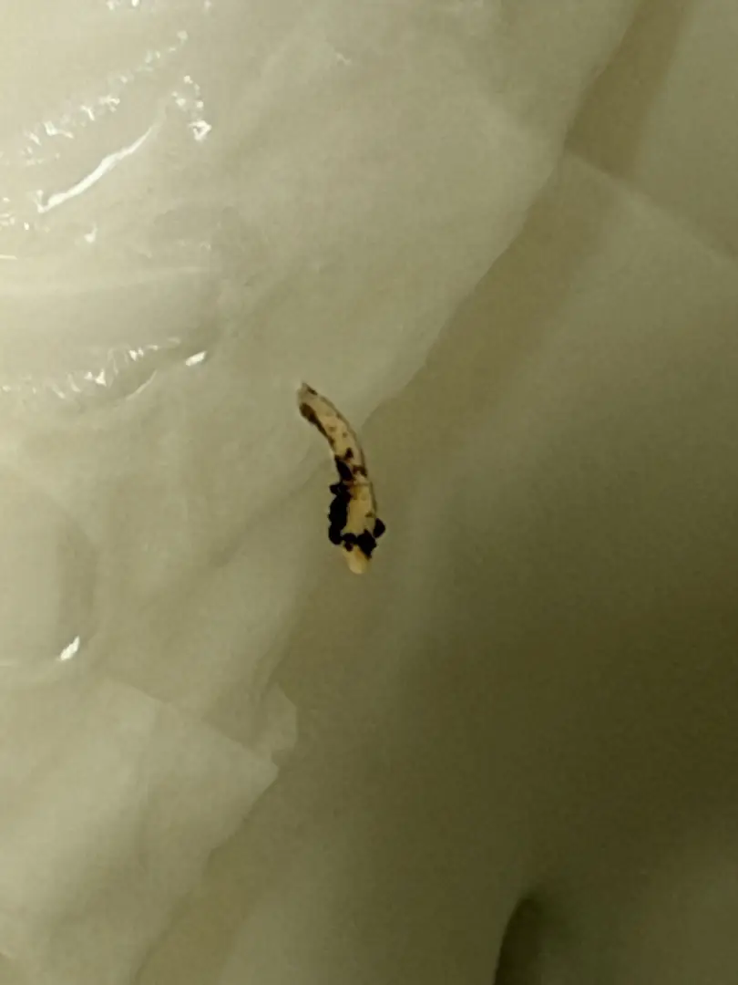 TW: I peed and this came out. I have had kidney stones before and felt one in my back a few days ago. I’m not sure this is a kidney stone. It was hard but crumbled when squeezed. Anybody know? — photo 1