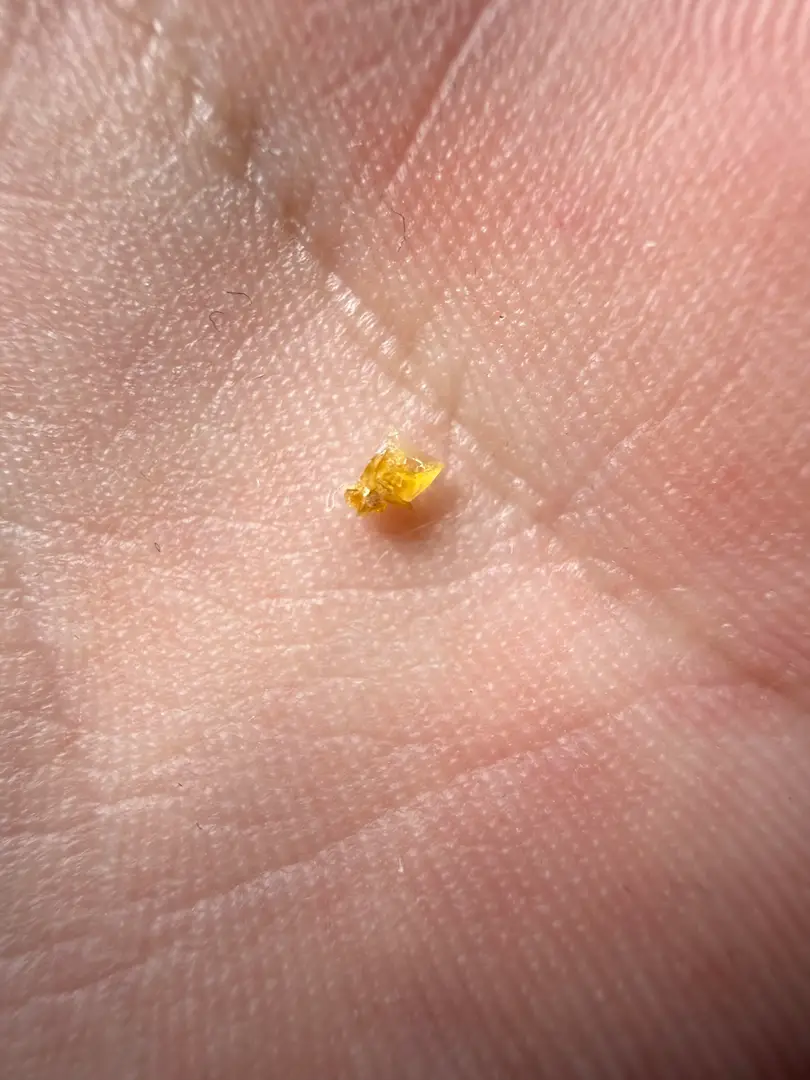 What a pretty little bastard — photo 1