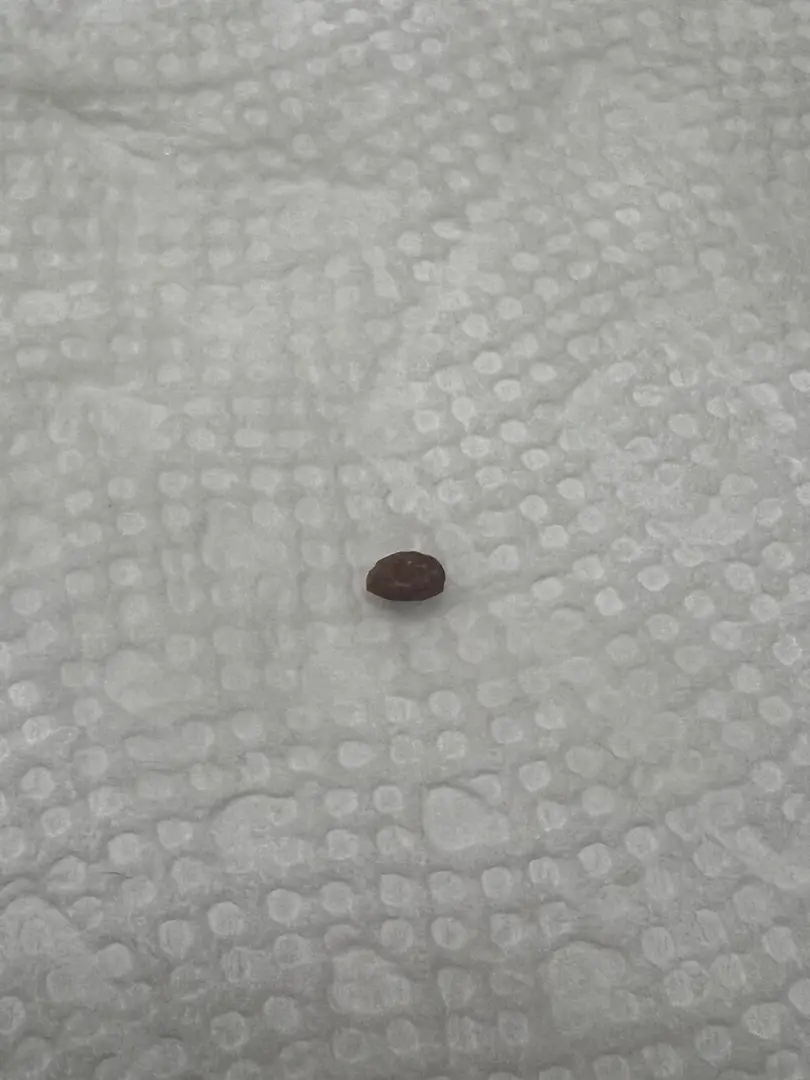 Anyone ever seen one like this? — photo 2